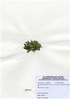 藏品(扁乳節藻)的圖片